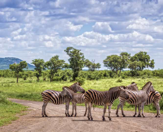 En flok zebraer på savannen i Kruger National Park, Sydafrika En flok zebraer på savannen i Kruger National Park, Sydafrika