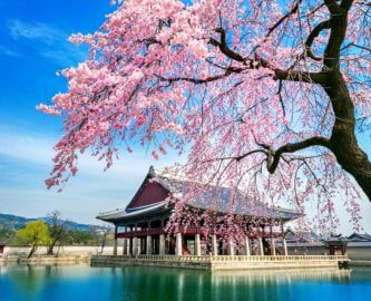 Det historiske palads Gyeongbokgung-paladset i Seoul, Sydkorea, omgivet af kirsebærblomster