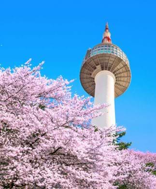 N Seoul Tower og blomstrende kirsebærtræer i Sydkorea N Seoul Tower og blomstrende kirsebærtræer i Sydkorea