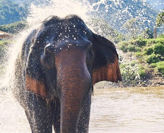 En elefant tager sig et bad, Thailand
