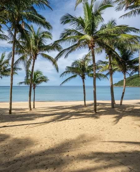 Palmer og hav ved paradisstranden Son Tra i Vietnam Palmer og hav ved paradisstranden Son Tra i Vietnam