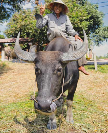 Landmand på vandbøffel i Vietnam Landmand på vandbøffel i Vietnam
