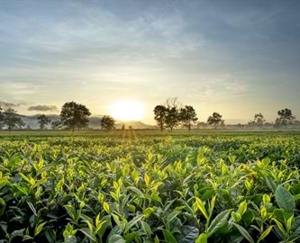 Gyldent lys over te-plantage, Vietnam