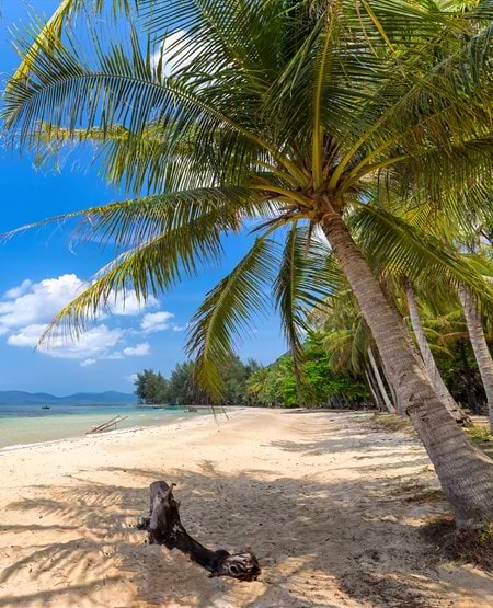 Palmer på Sao Beach på Phu Quoc Island i Vietnam
