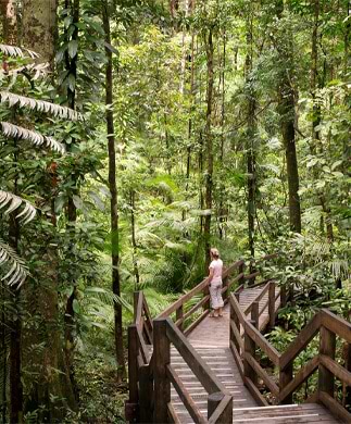 Kvinde på boardwalk regnskovsområde i Daintree National Park Kvinde på boardwalk regnskovsområde i Daintree National Park