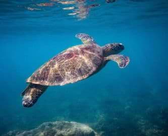 Undervandfoto af havskildpadde ved Fitzroy Island, Australien