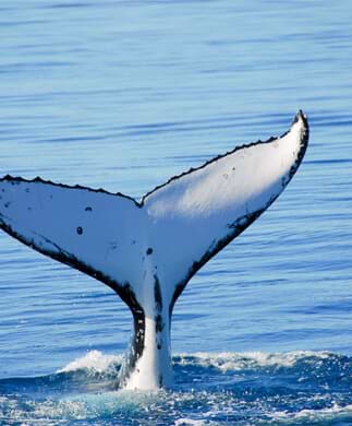 Halefinne fra pukkelhval ved K'gari, Australien Halefinne fra pukkelhval ved K'gari, Australien