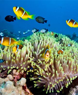 Farverige fisk, som kan opleves på snorkeltur i Australien