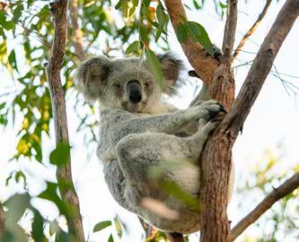 Koala i eukalyptus træ - der er gode muligheder for at spotte vilde koalaer i Great Otway National Park langs Great Ocean Road