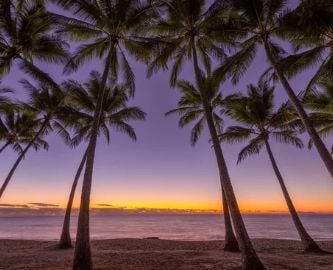 Palmer og strand ved Palm Cove ved aftentid Palmer og strand ved Palm Cove ved aftentid