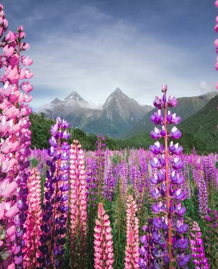Det bedste af New Zealand