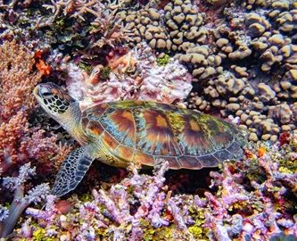 Skildpadde og koraller ved Great Barrier Reef, Australien.
