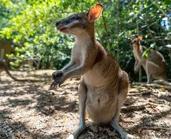 Wallabies i Daintree regnskoven, Australien