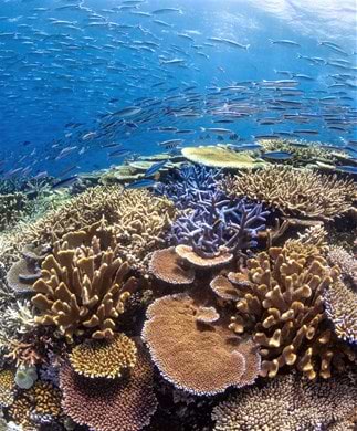 Farverigt rev I Great Barrier Reef, Australien