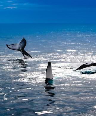 Hvaler i Hervey Bay, Australien