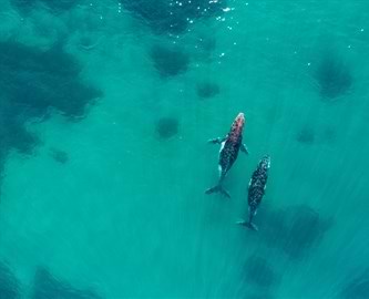 Hvaler i havet ved New South Wales set fra luften, Australien