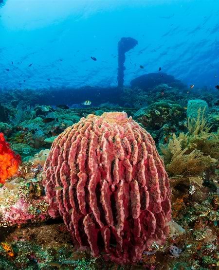 Usat Liberty ved Amed på Bali Dykkerstedet Usat Liberty ved Amed på Bali