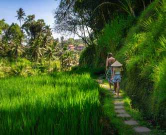 Familie der vandrer i rismarkerne på Bali