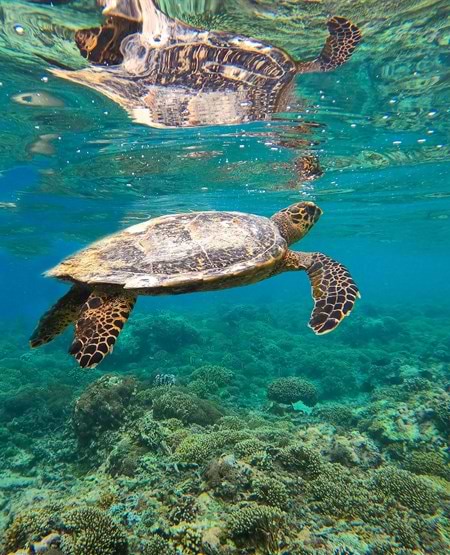 Skildpadde i havet ved Gili-øerne på Bali Skildpadde i havet ved Gili-øerne på Bali