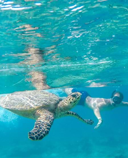 Snorkling iblandt farverige fisk ved Amed på Bali Snorkling iblandt farverige fisk ved Amed på Bali