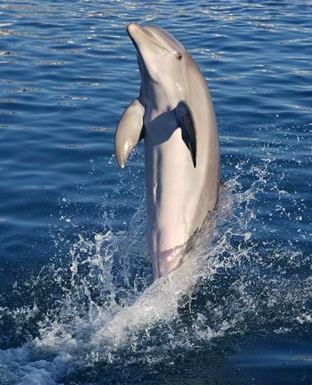Legende delfin i vandet ved Bali Legende delfin i vandet ved Bali