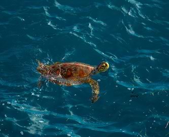 Skildpadde i havet ved Nusa Lembongan på Bali Skildpadde i havet ved Nusa Lembongan på Bali