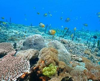 Koraller og fisk i havet ved Nusa Lembongan på Bali Koraller og fisk i havet ved Nusa Lembongan på Bali