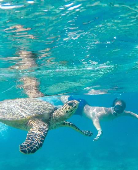 Mand der snorkler med havskildpadde på Bali