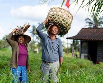 To balinesere med kurve på hovedet i en rismark på Bali