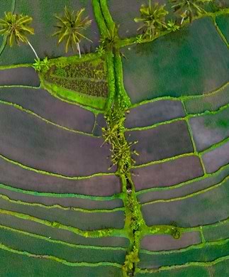Luftfoto ned over rismarker på Bali Luftfoto ned over rismarker på Bali