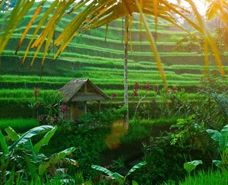 Risterrasser med lillehus i Sidemen, Bali Risterrasser med lillehus i Sidemen, Bali