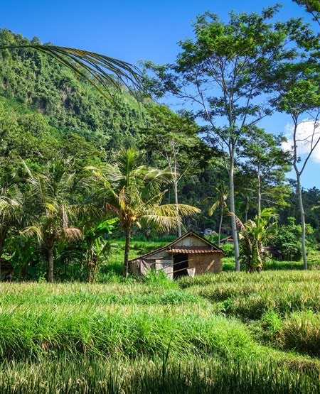 Risterrasser i Sideman på Bali Risterrasser i Sideman på Bali