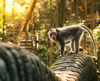 Abe ved Uluwatu-templet på Bali Abe ved Uluwatu-templet på Bali