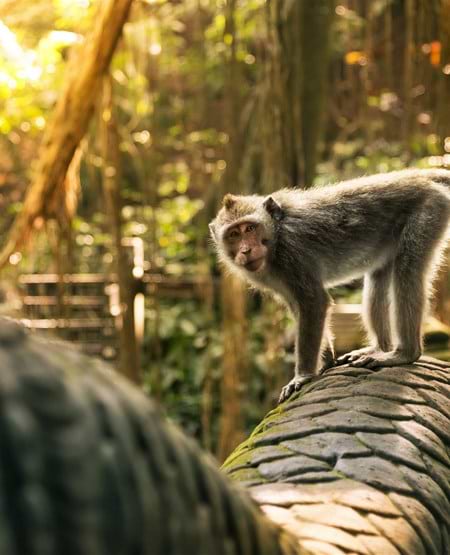 Abe ved Uluwatu-templet på Bali