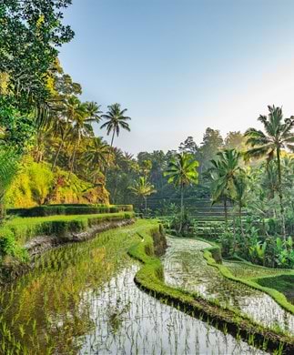 Risterrasser Tegalalang på Bali