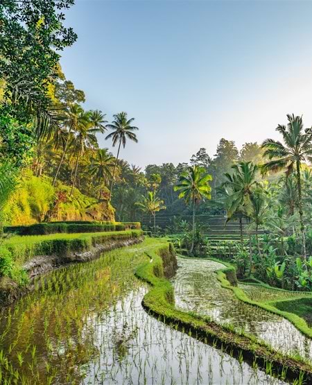 Risterrassen Tegalalang ved Ubud på Bali Risterrassen Tegalalang ved Ubud på Bali