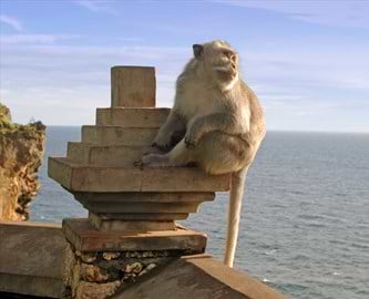 Abe ved Uluwatu-templet på Bali Abe ved Uluwatu-templet på Bali