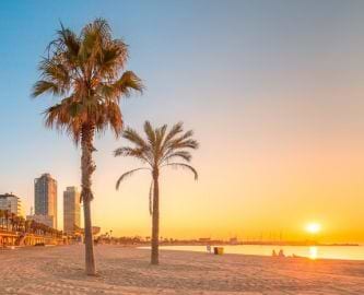 Palmestrand i Barcelona i solnedgang Palmestrand i Barcelona i solnedgang