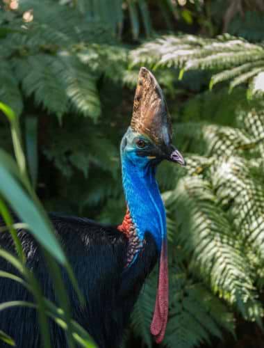 Den sjældne fugl Southern Cassowary i Daintree-regnskoven Den sjældne fugl Southern Cassowary i Daintree-regnskoven