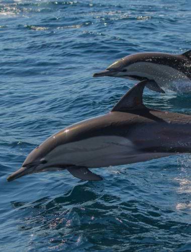 Delfinsafari i Port Stephens