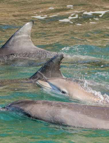 Delfinflok i havet ud for Port Stephens, Australien
