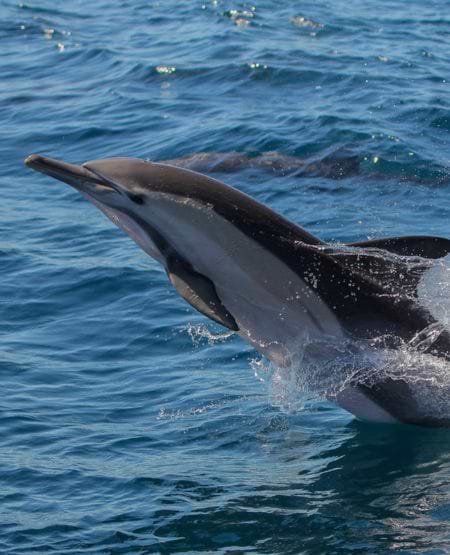 Springende delfin i Port Stephens, Australien