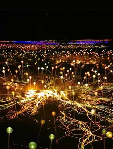 En aften ved Field of Light