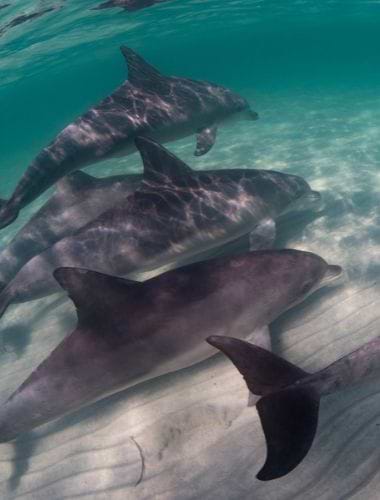 Undervandsfoto af delfiner i havet ved Kangaroo Island Undervandsfoto af delfiner i havet ved Kangaroo Island
