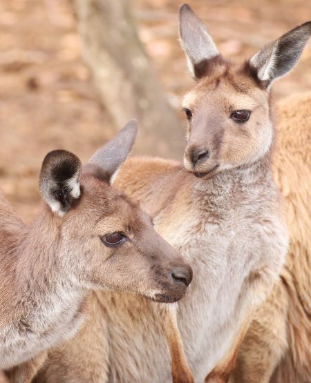 To kænguruer på Kangaroo Island, Australien To kænguruer på Kangaroo Island, Australien