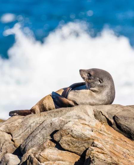 Sæl hviler sig på klipperne på Kangaroo Island, Australien Sæl hviler sig på klipperne på Kangaroo Island, Australien