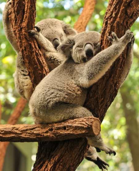 Sovende koala ii træ i Lone Pine Sanctuary Sovende koala ii træ i Lone Pine Sanctuary
