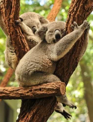 Koala Cruise til Lone Pine Sanctuary