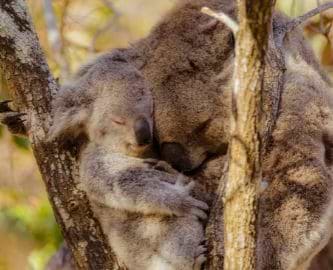 Koalamor og unge i træ på Magnetic Island Koalamor og unge i træ på Magnetic Island