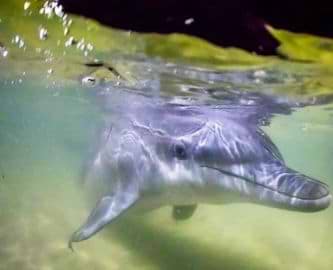 Delfin i havet ud for Moreton Island, Australien